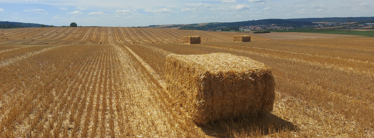 Ballen Heu auf dem Feld